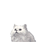 LE GROS MATTOU BLANC